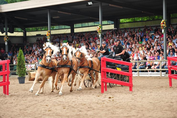 Haflinger Show