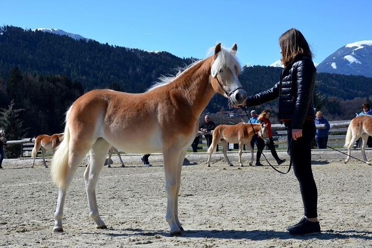 Jährlingsbeurteilung - Tiroler Haflinger Pferde